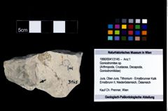 Foto (Objekt + Etikett) von Goniodromites sp.  (NHMW-GEO-1990-0041-3145)